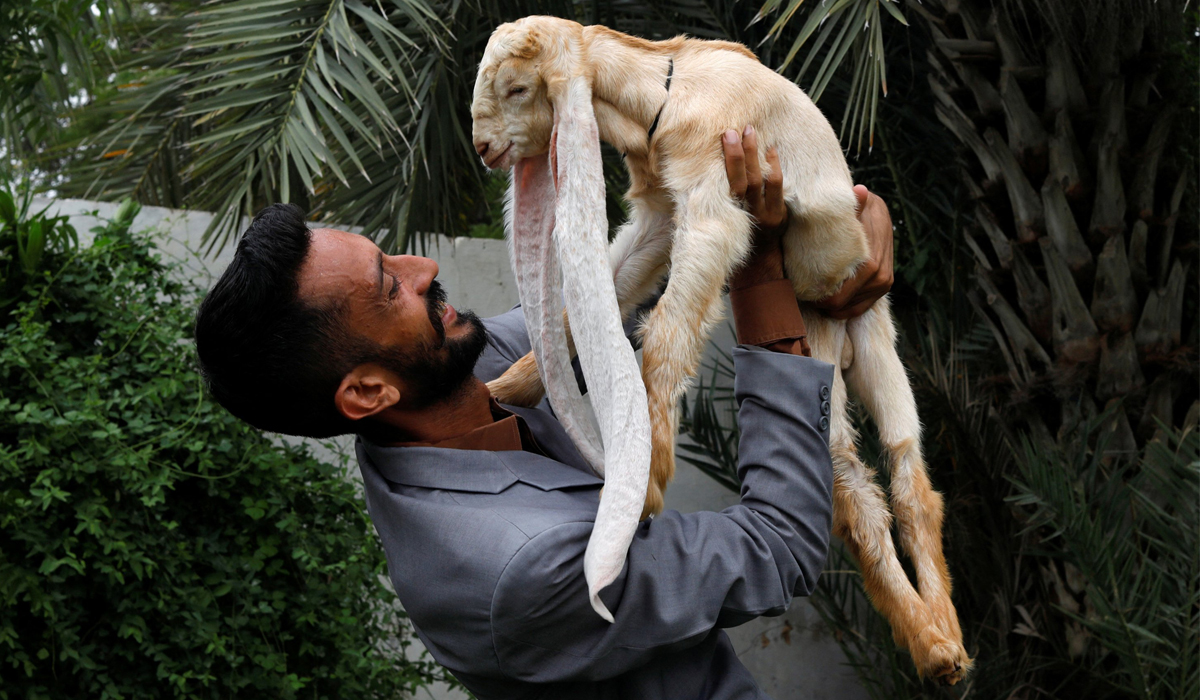 Long-eared baby goat 'Simba' thrills fans in Pakistan